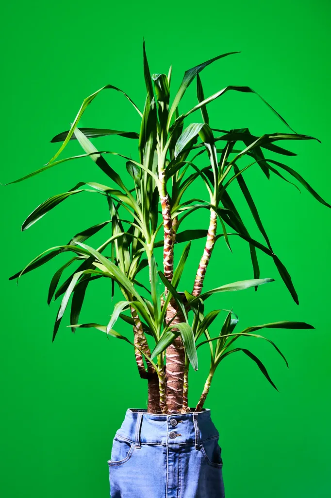 Surreal image of a tropical plant growing from denim shorts on green, by Tokyo photographer JG.